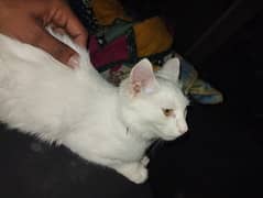 Persian Cat 3 to 4 Month