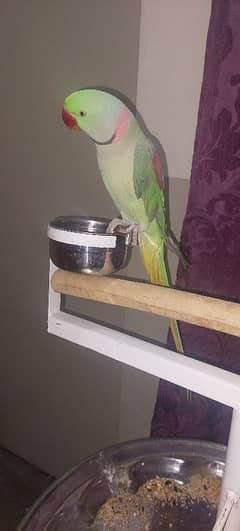 Male Raw parrot talking