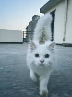 Persian  cat blue eyes