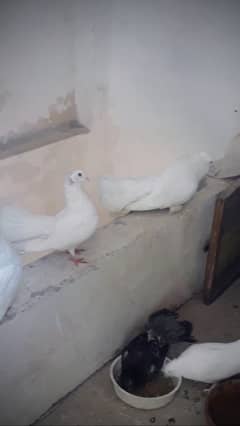 Pure white lakka pigeon