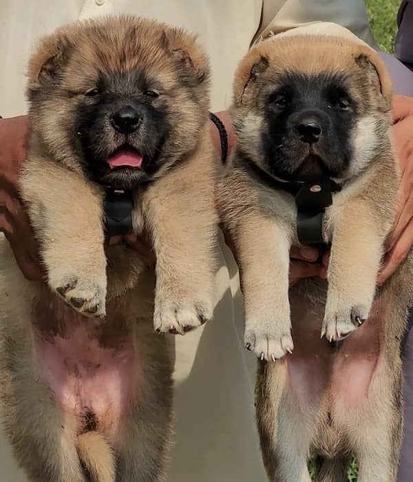 kurdish kangal security dogs pair 2 months for sale 0