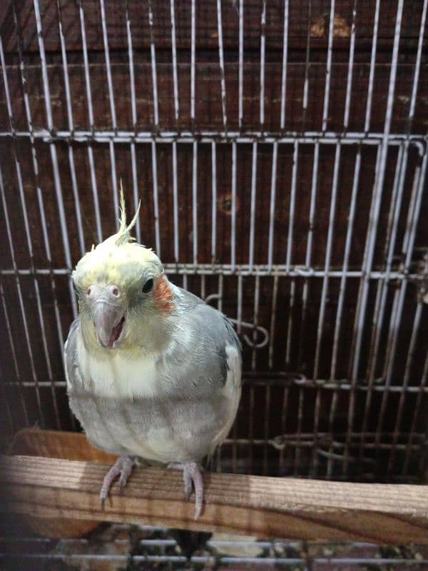 this parrot talks to you when you talk to him 0