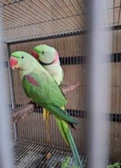 this pair is for sale the male are hand taim