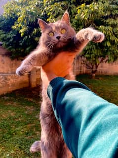 British short hair cat