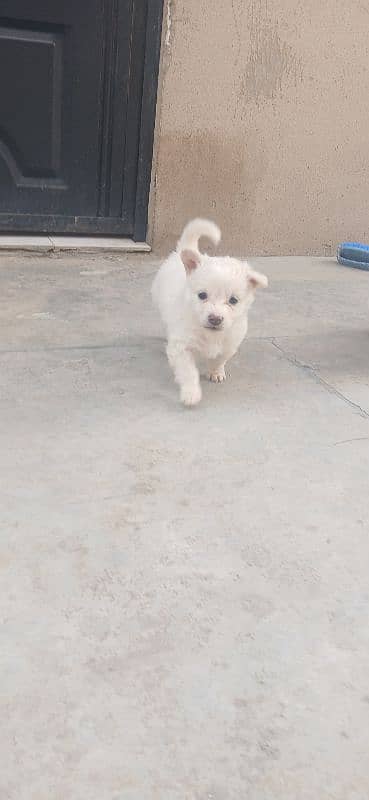 Russian puppies for sale 3