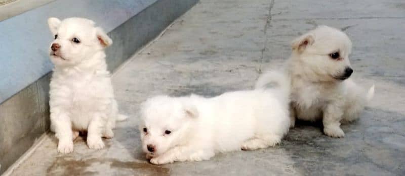 Russian puppies for sale 7