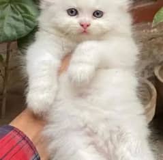 quality Persian panch face cate & kittan male female both available h