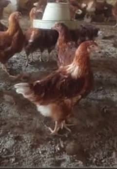 Lohman Brown Hens / lohman  / laying Hen / desi murgiya 0312 8892951