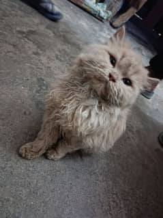 Persian Bobtail kitten