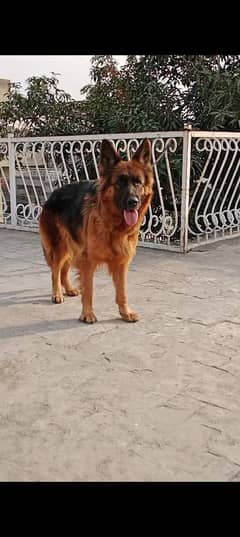 German shepherd female