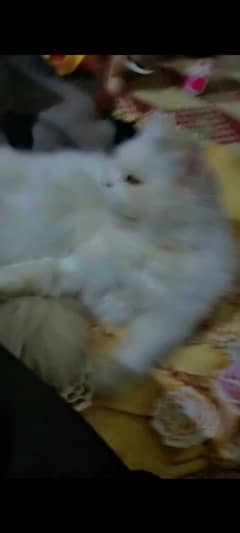 Pure Persian Cat Neat And Clean Home Trained Cat