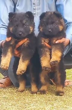 German Shepherd long coat pair for sale