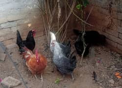 Young and healthy egg Laying Hens