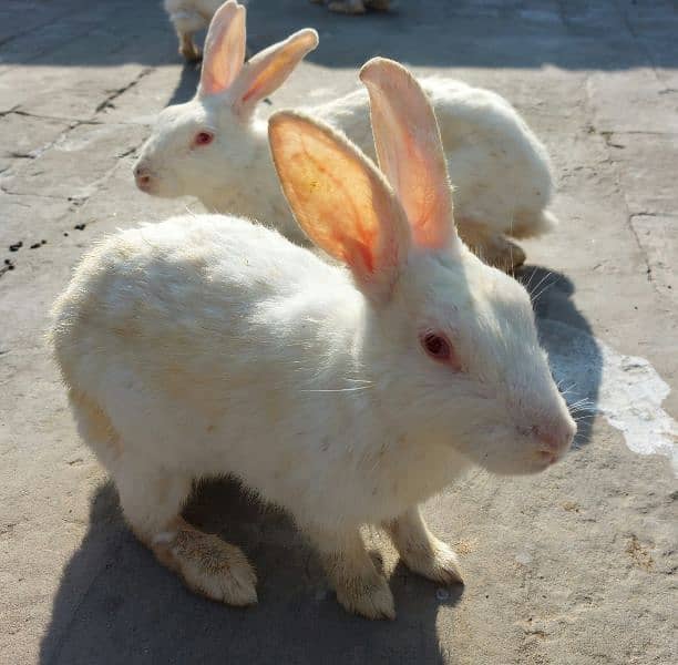 White Pet Rabbit Pairs For Sale 0