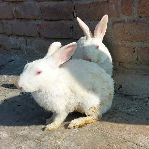 White Pet Rabbit Pairs For Sale 1