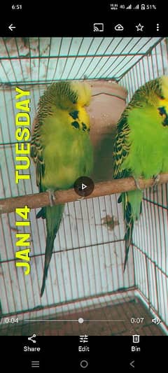 exhibition budgies for sale full breeder pair