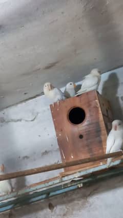 albino black chiks