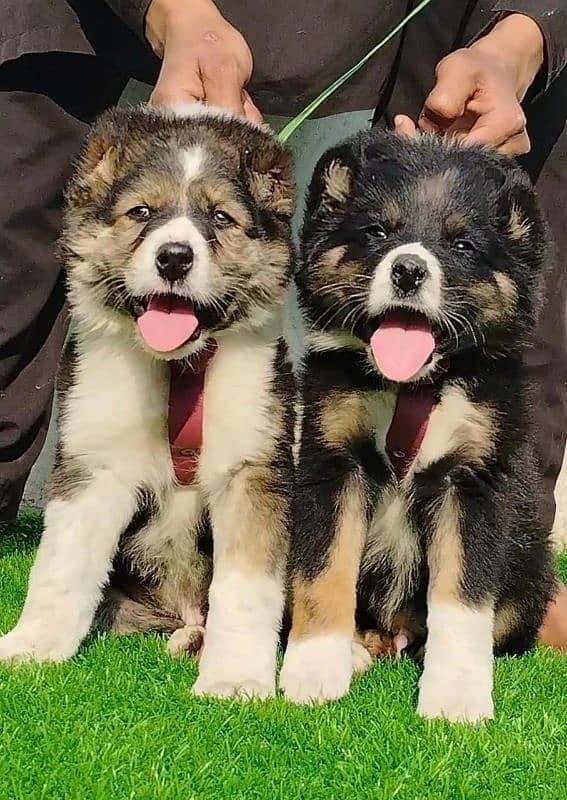 Afghan Kuchi Pair | Afghan Kuchi Puppies | security Dog For Sale 0