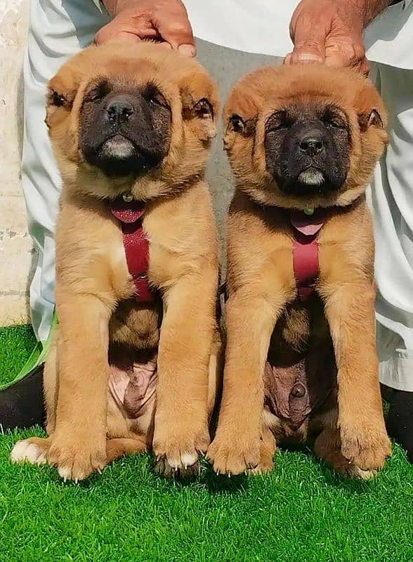 Afghan Kuchi Pair | Afghan Kuchi Puppies | security Dog For Sale 1