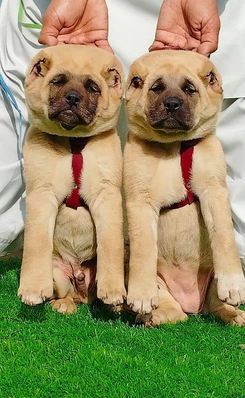 Afghan Kuchi Pair | Afghan Kuchi Puppies | security Dog For Sale 2