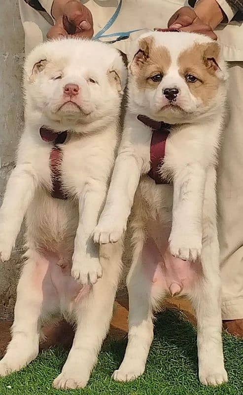 Afghan Kuchi Pair | Afghan Kuchi Puppies | security Dog For Sale 3