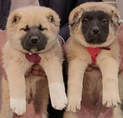 pure afghan kuchi puppies available for sale cargo al pakistan ava