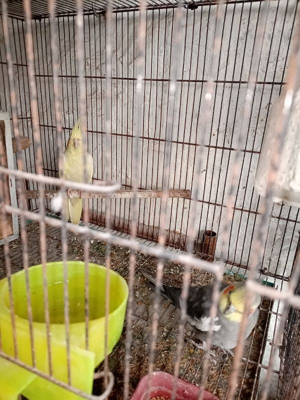 Breeder Cocktail pair 0