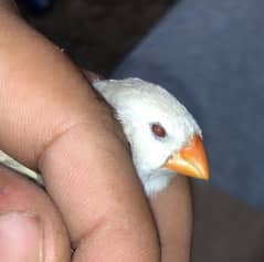 red eyes Snow White / zebra finch