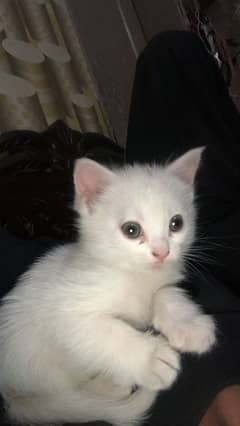 age 1 month active and litter treand kittens available