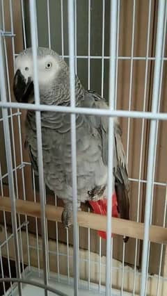 Beautiful African Grey Parrot Male For Sale