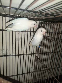 albino red eye split pair with box