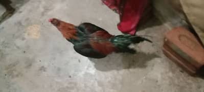 aseel mianwali for sale