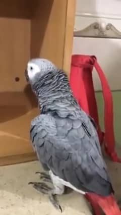 Beautiful African Grey Parrot Male For Sale