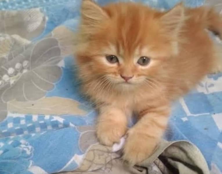 Persian kittens/Triple coated 1