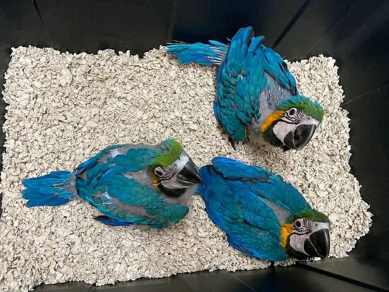 blue macaw parrot chips 03=49=68=26=931 1