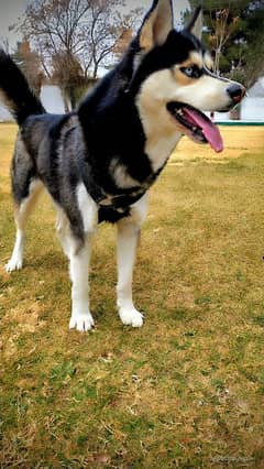 Siberian Husky Blue Eyes