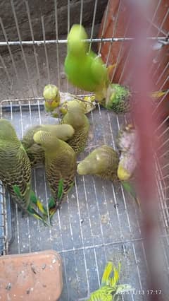 Budgies