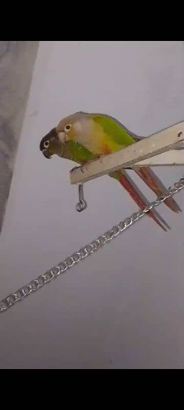 pineapple conure pair 0