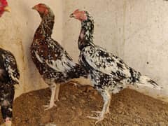 Healthy 2-Year-Old Kandhari Hens for Sale - Guaranteed Eggs!