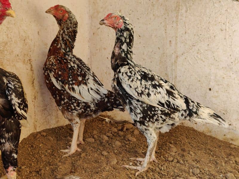 Healthy 2-Year-Old Kandhari Hens for Sale - Guaranteed Eggs! 0