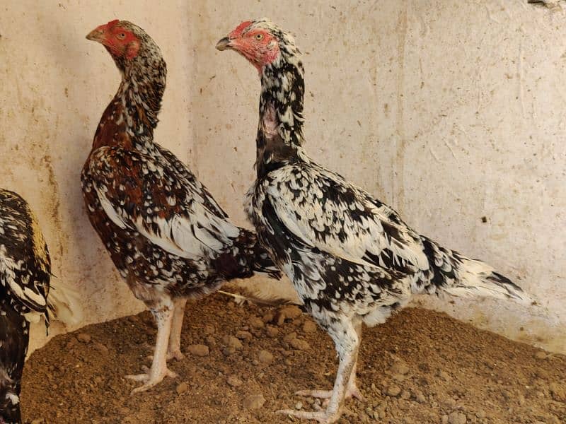 Healthy 2-Year-Old Kandhari Hens for Sale - Guaranteed Eggs! 1