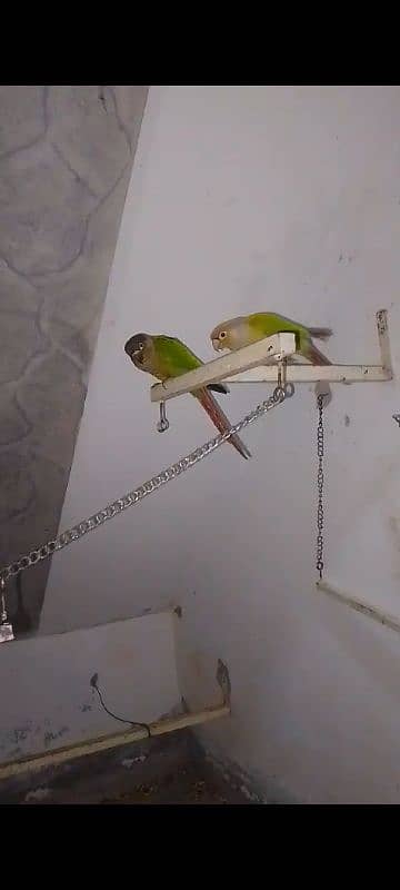 pineapple conure pair 1