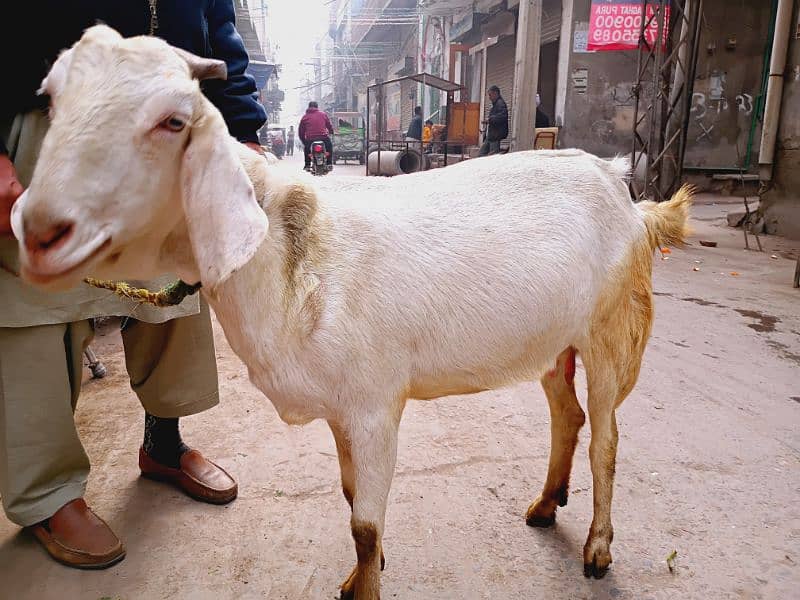 Gabhan Bakri 0