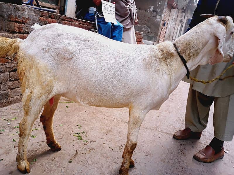 Gabhan Bakri 2