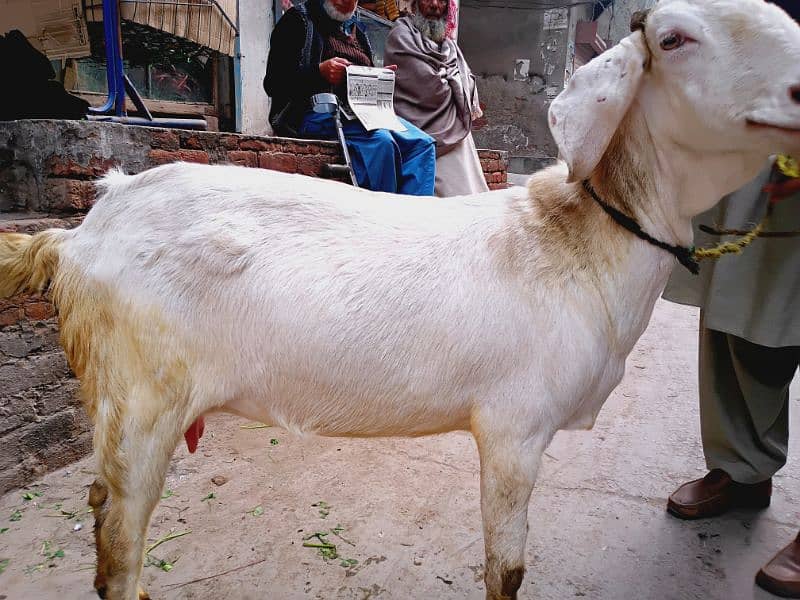 Gabhan Bakri 3