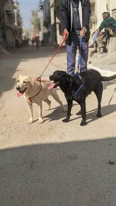 Labrador Females