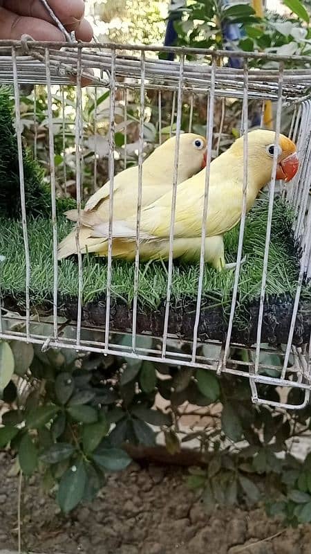 Breeder pair for sale 3