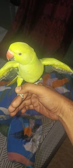 green parrot