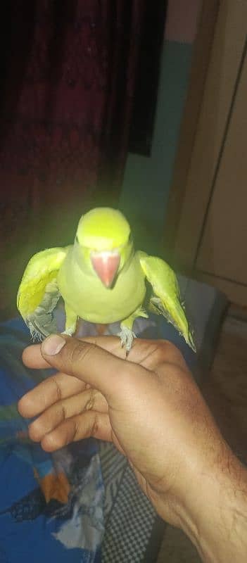 green parrot 2