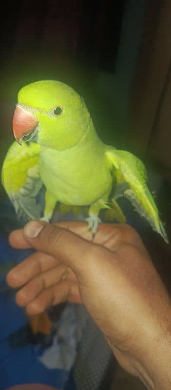 green parrot 3